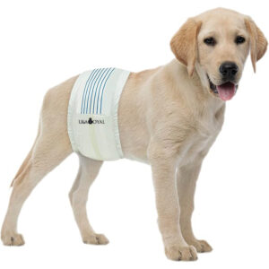 BV Dog Diapers Male Medium (Waist 13-23in) Super Absorbent - 50 Count Disposable - Doggie Diapers with Wetness Indicator - Adjustable Male Dog Wraps - Ideal for Incontinence/Training.